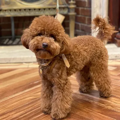 Benji profile