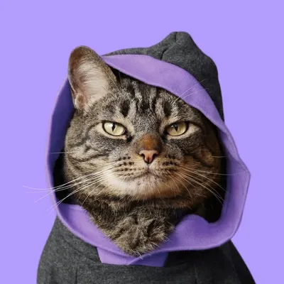 Cansei de ser gato profile