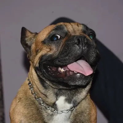 CANVAS PET WORLD profile