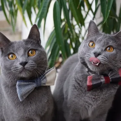 ๐ฟ Cara & Mia Chartreux Sisters profile