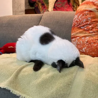 Cardigan 'Heart Face' Tung profile