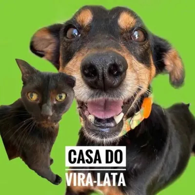 Casa do Vira Lata profile