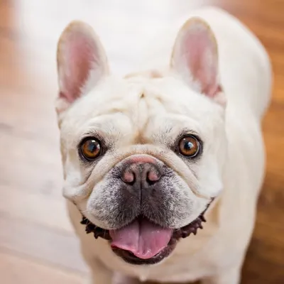 OFFICIAL Cashew the Frenchie profile