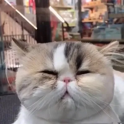 Cat Lovers Welcome profile