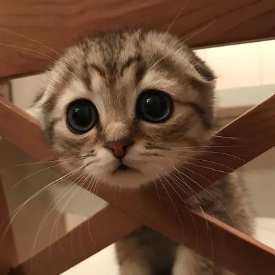 Moby The Cat profile