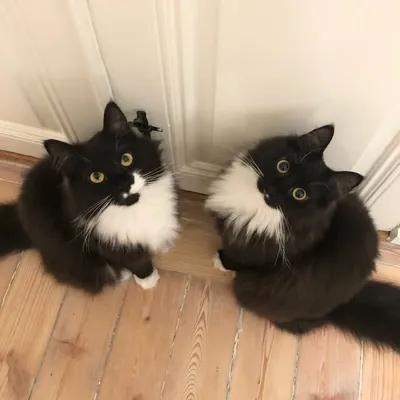 Cat & Gilbert profile