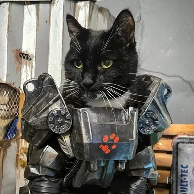 Cat Cosplay