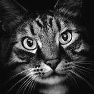 Cats of Instagram profile