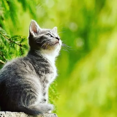 cats_home_lovers15 profile