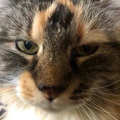 #1 cat shaming page on IG profile