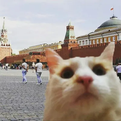 Котик Вольтик profile