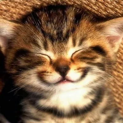 Cat Of Instagram profile