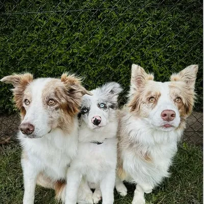 Bordercollie adventures - Cat and Dog stories profile