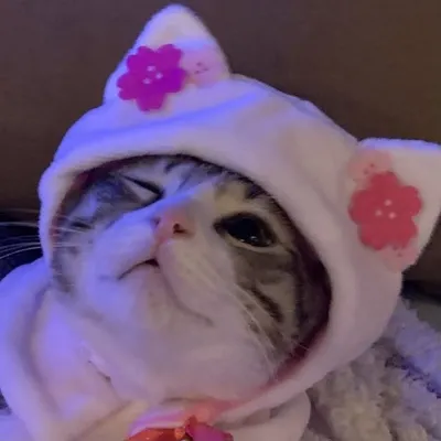 Cat Clips profile