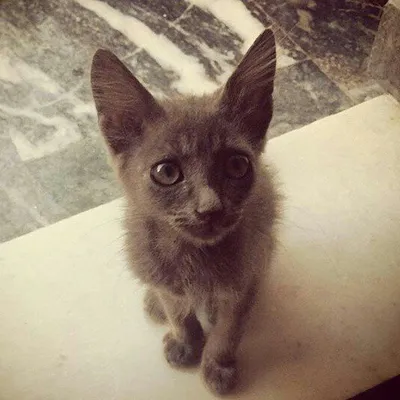 Cats Corner of Instagram profile