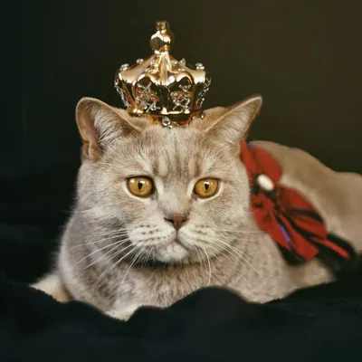 cat diary profile