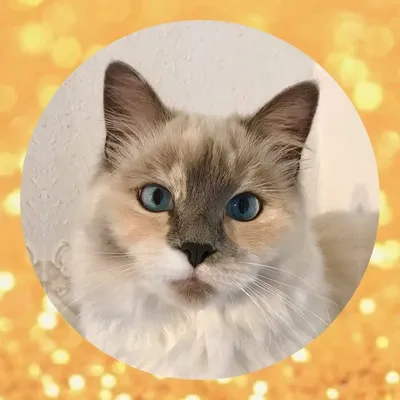 Catfamily Marieke profile