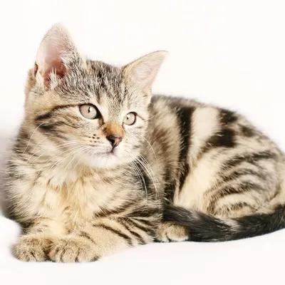 catlovergram profile