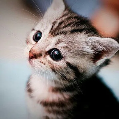 Cat Lovers Club profile