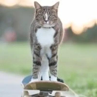CATMANTOO profile