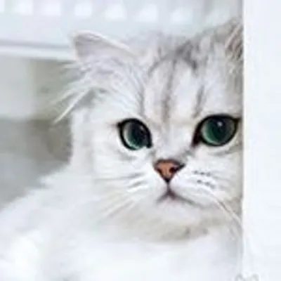 ๐ผ Cats N Kittens ๐ฑ profile