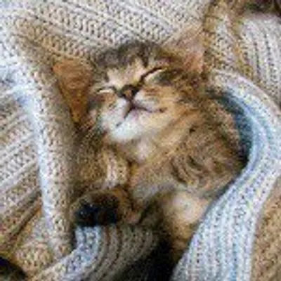 Cats Lovers profile