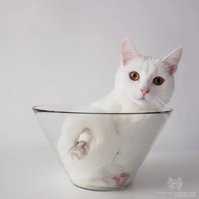 Cats Of Instagram profile