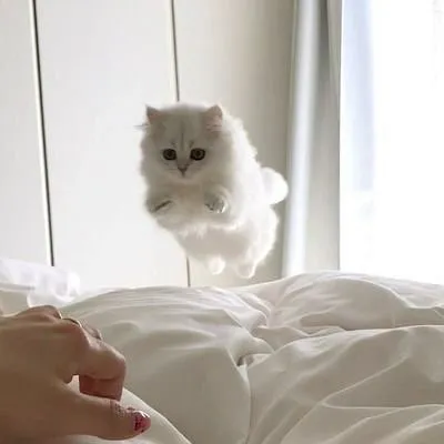 Cats profile
