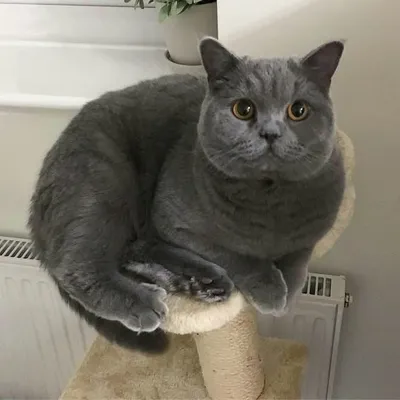 cat lover profile