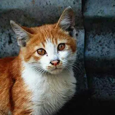 Cats Of India profile