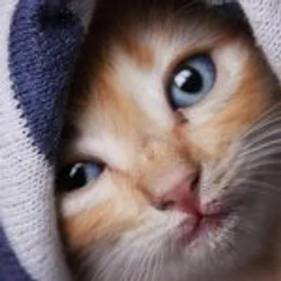 Cats of Instagram profile