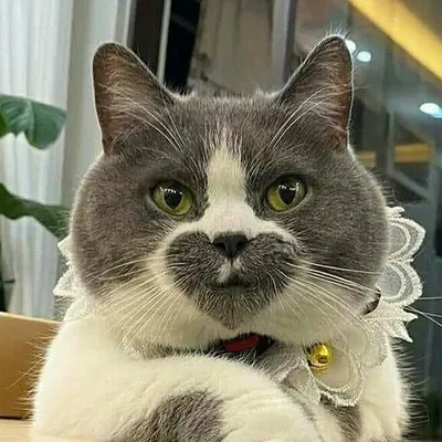 cat lovers profile
