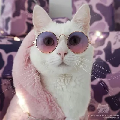 cats-premium profile