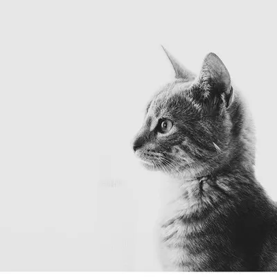 Cats being cats in Greece profile