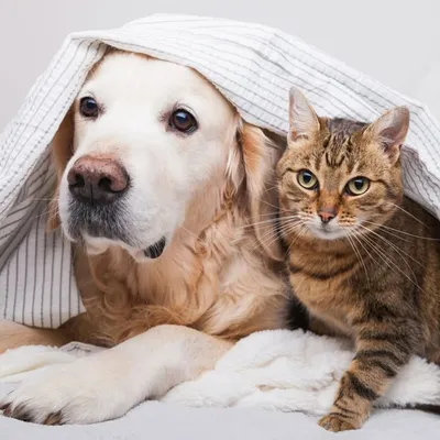 CatsdogsIg profile
