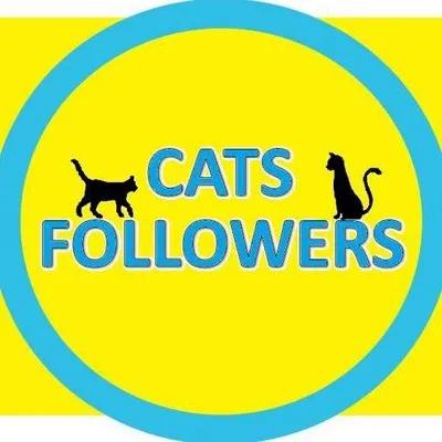 😻catsfollowers😻 profile