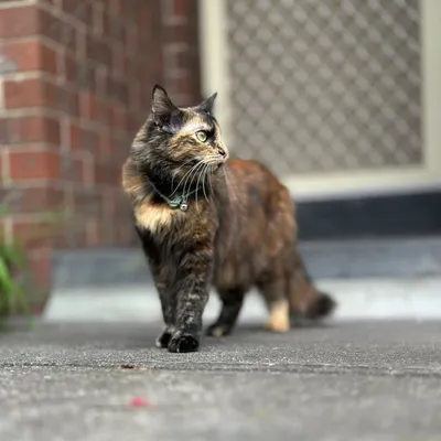 Cats Funny reels profile