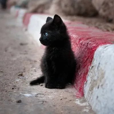 Mengkucingkan Kucing profile