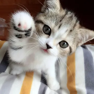 Sweet Cats Of Instagram profile