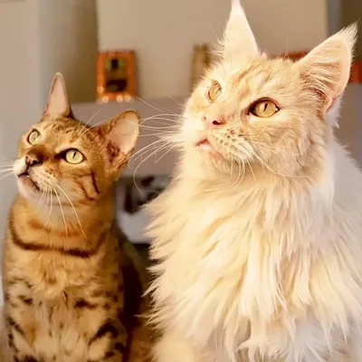 💛😻❤️Cats Paradise💛😻❤️ profile