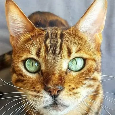 Cat Stuff profile