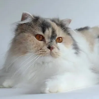 ๐ฑ Cattery Yes It Is profile