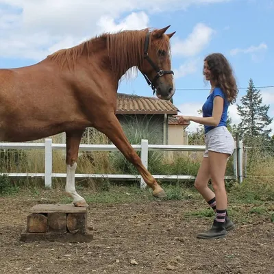 CAVALGRENA profile