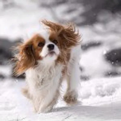 Cavalier King Charles🐶 profile