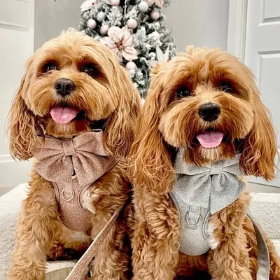 Mia & Daisy profile