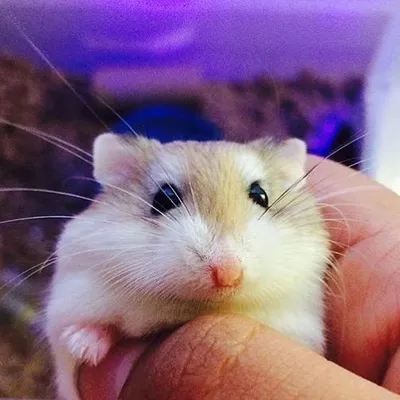 Fluffball Chronicles profile