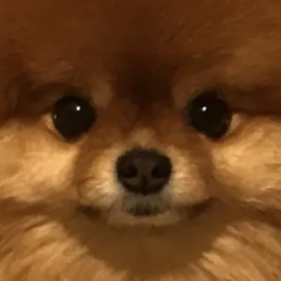 Cece Pomeranian ๐ป profile