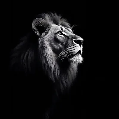 M A N 1 S H profile