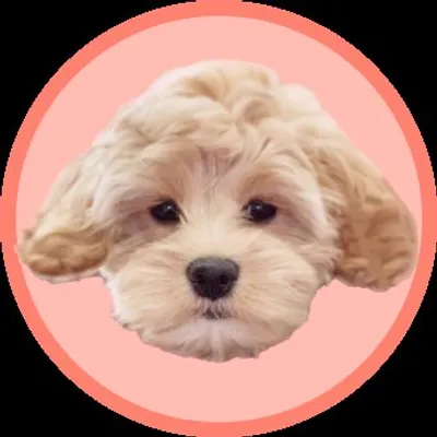 Cha Cha ๐พ profile