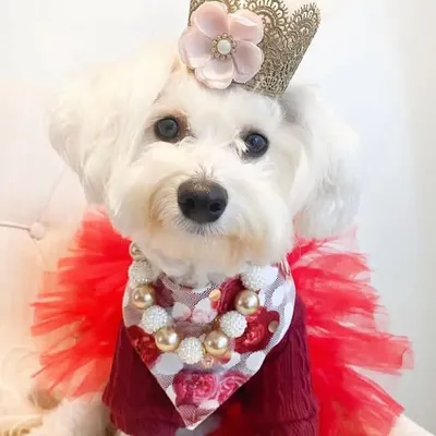 Coco Chanelš¾ profile